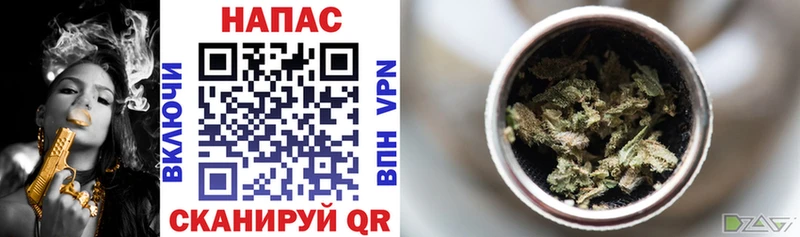 Канабис OG Kush  Северская 